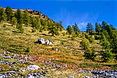 Valle di Rhemes, bosco di larici.